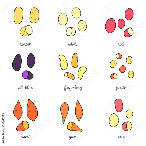 Different potato varieties set.