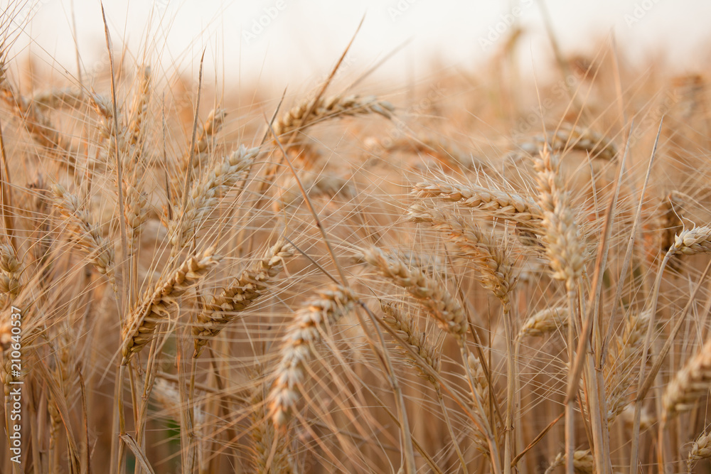 close up on ripe wheat ears on reaping time in middle June close up on ripe wheat ears on reaping time in middle June