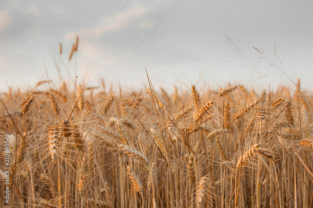 Fototapeta close up on ripe wheat ears on reaping time in middle June