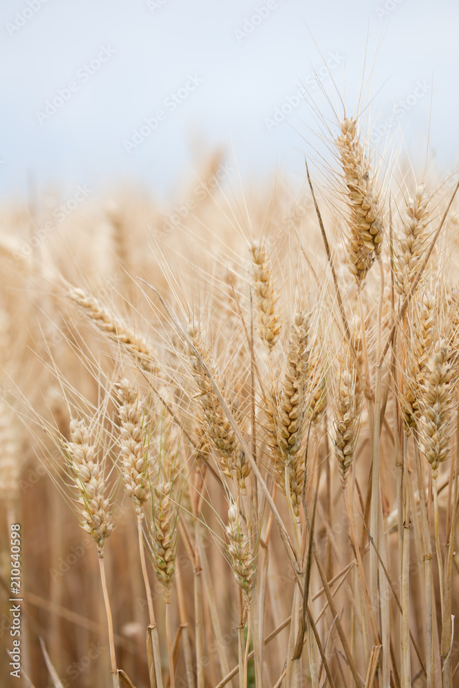 close up on ripe wheat ears on reaping time in middle June close up on ripe wheat ears on reaping time in middle June