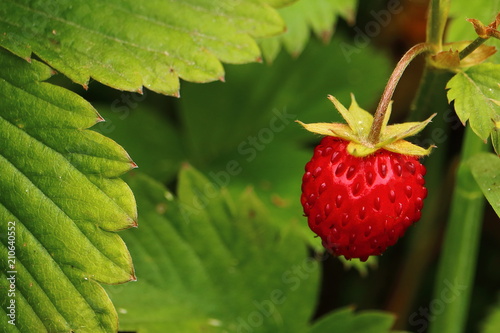 Wild strawberry, wild berry, fruiting plant in close-up