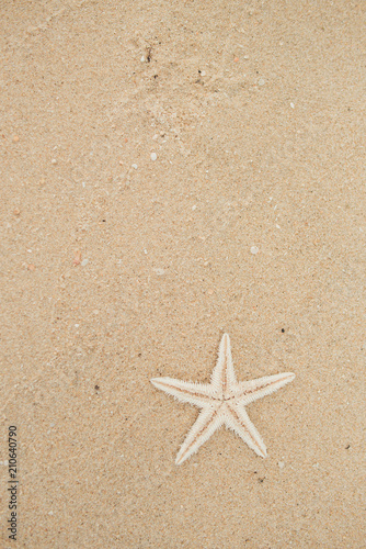 starfish shell on beach