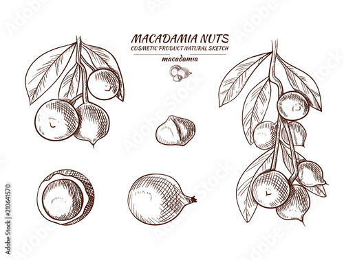 Vector Macadamia Hand Drawn Illustrations Set, Sketches.