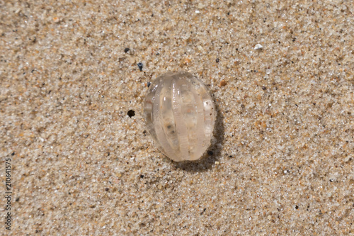 Sea gooseberry Pleurobrachia pileus