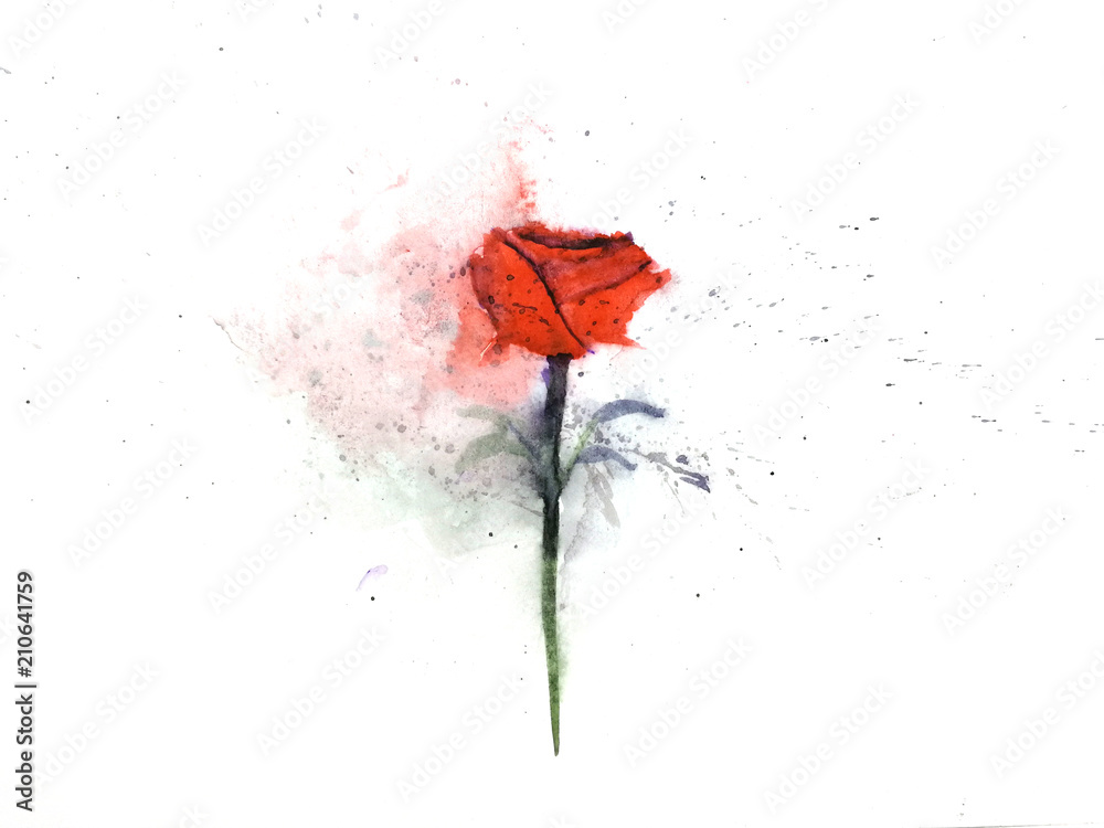 watercolor painting illustration red flower rose abstract. isolated on a white background . hand drawn. 