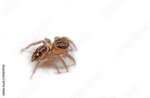 Macro Photo of Jumping Spider Isolated on White Background