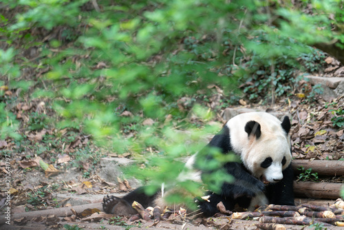 Giant pandas are protected at the national level in chengdu breeding base in sichuan province  China