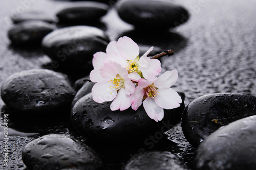 spa concept-cherry flower, candle and black wet pebbles