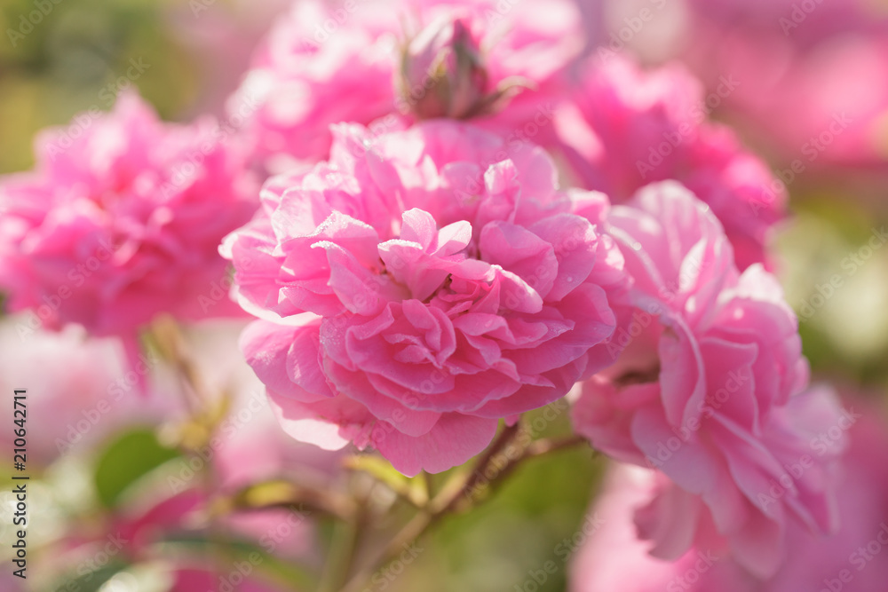 pink rose bush closeup on field background pink rose bush closeup on field background