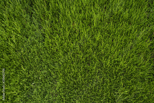 Wallpaper Mural Green grass texture	 Torontodigital.ca