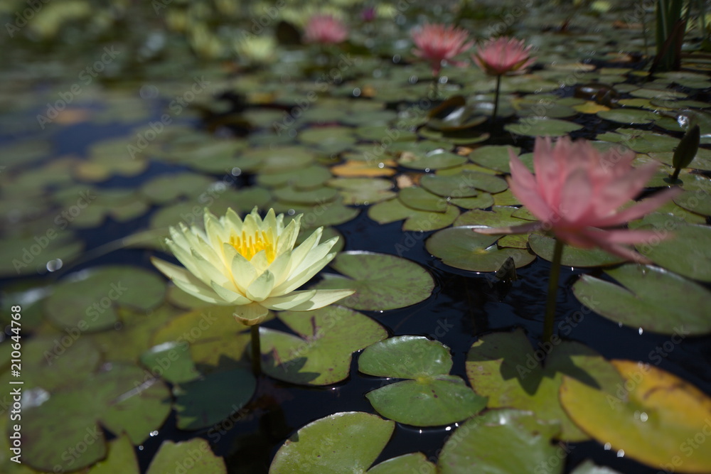 water lilies tropical swimming in a pond in summer water lilies tropical swimming in a pond in summer