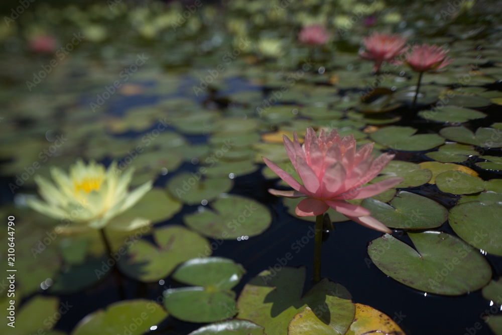 multi-colored water lilies tropical swimming in a pond in summer multi-colored water lilies tropical swimming in a pond in summer