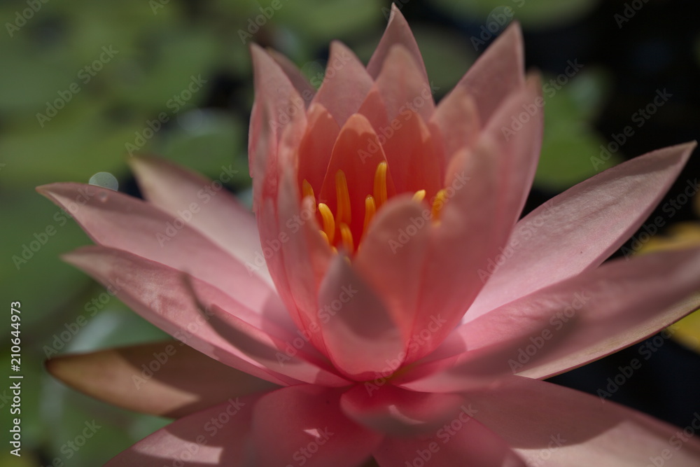 multi-colored water lilies tropical swimming in a pond in summer multi-colored water lilies tropical swimming in a pond in summer