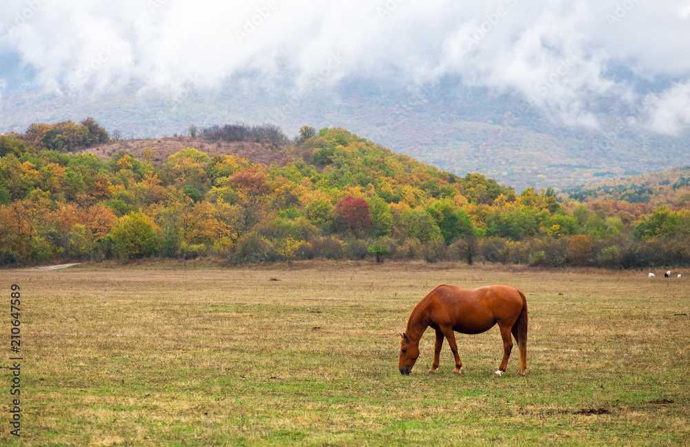 Horse graze near the mountain in the pasture in the autumn. Horse graze near the mountain in the pasture in the autumn.