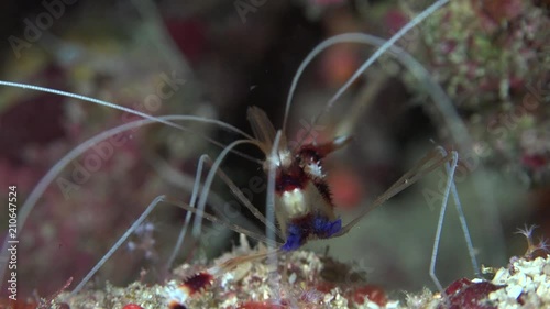 Banded cleaner or boxer shrimp eating - Stenopus hispidus, macro shot