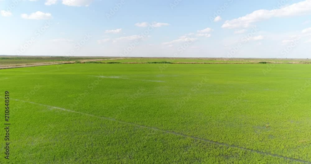 Aerial - Rice flooded meadows. Panorama of a rice plantation. Aerial - Rice flooded meadows. Panorama of a rice plantation.