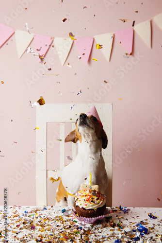 Fototapeta Naklejka Na Ścianę i Meble -  Cute dog with a party hat celebrating her birthday, confetti falling