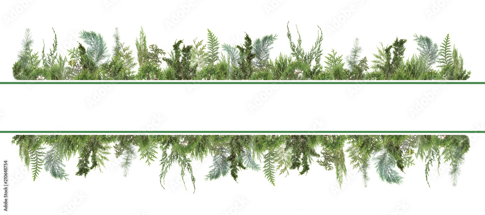 Fototapeta premium urocze tło z różnymi rodzajami świeżych zielonych liści iglastych na białym tle, gałęzie jodły na białym tle, może służyć jako szablon