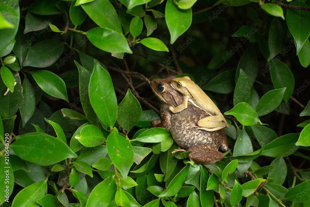 Common tree frog mating.