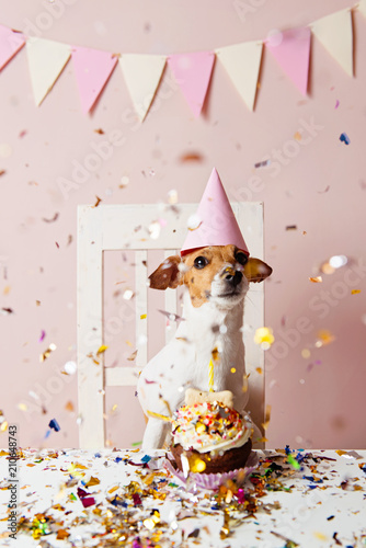 Fototapeta Naklejka Na Ścianę i Meble -  Cute dog with a party hat celebrating her birthday, confetti falling