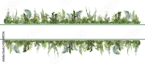 adorable arranged background with different kinds of fresh green isolated conifer leaves, fir branches on white, can be used as template