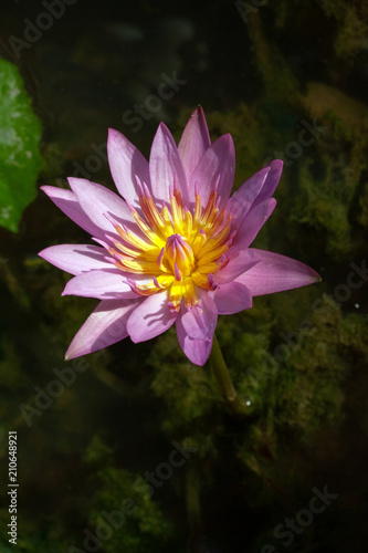 Purple water lily.