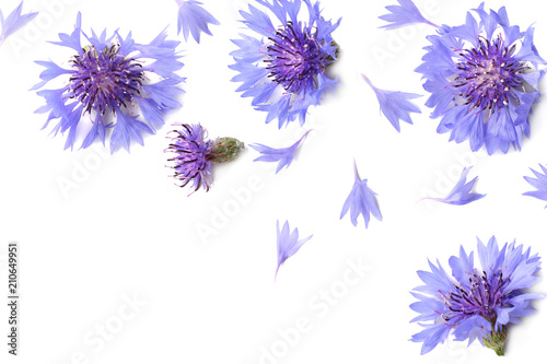 Blue cornflower (Cyanus segetum) isolated on white background. Top view © Tatiana
