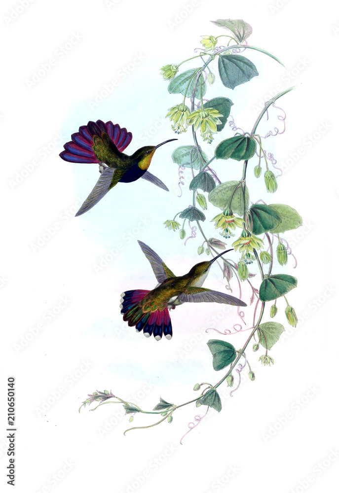Fototapeta premium Illustration of a Hummingbird.