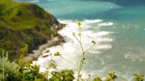 Flowers Blowing in the Wind Near Big Sur California