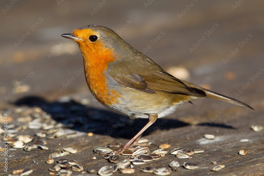 Rotkehlchen (Erithacus rubecula) im Winter im Naturschutzgebiet Mönchbruch bei Frankfurt, Deutschland. Rotkehlchen (Erithacus rubecula) im Winter im Naturschutzgebiet Mönchbruch bei Frankfurt, Deutschland.