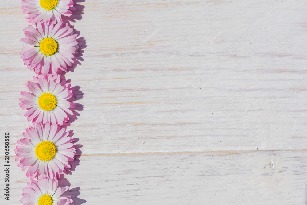 Obraz premium pink Daisy flowers on wooden table background with copy space