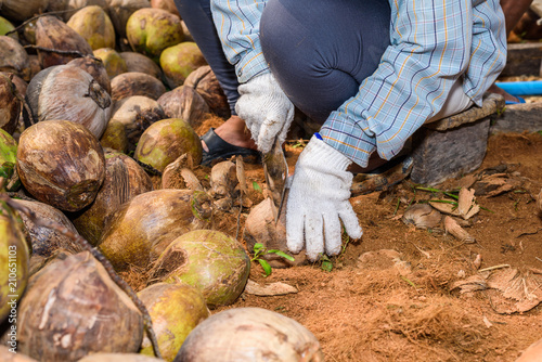 Workers are sorting coconut for cutting and arranging for breeding