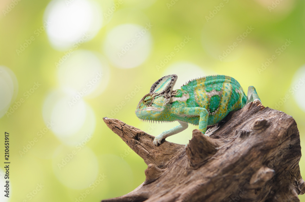 Fototapeta Green chameleon camouflaged by taking colors of its natural background. Tropical animal on natural tree.