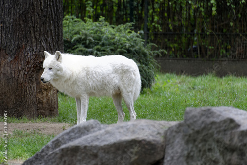Weißer Wolf (Canis lupus), Tierpark, Deutschland, Europa