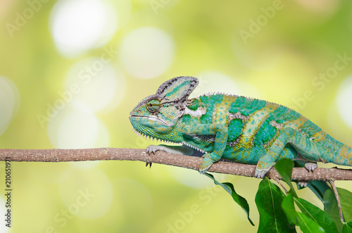Green chameleon camouflaged by taking colors of its nature background. Tropical animal on natural tree.