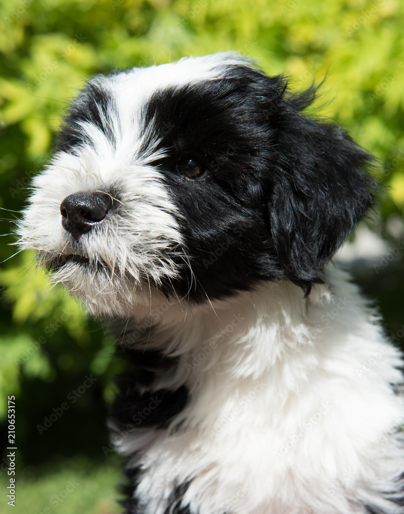 funny Tibetan Terrier puppy is sitting on nature