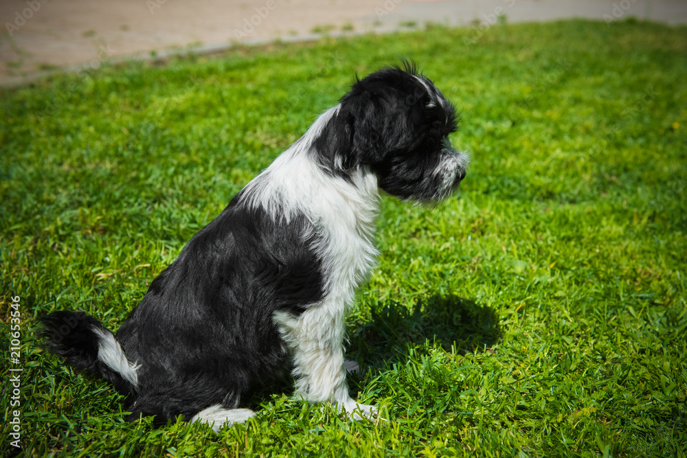 funny Tibetan Terrier puppy is sitting on nature funny Tibetan Terrier puppy is sitting on nature