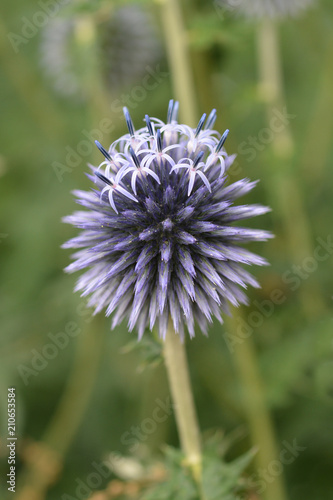 Globe Thistle