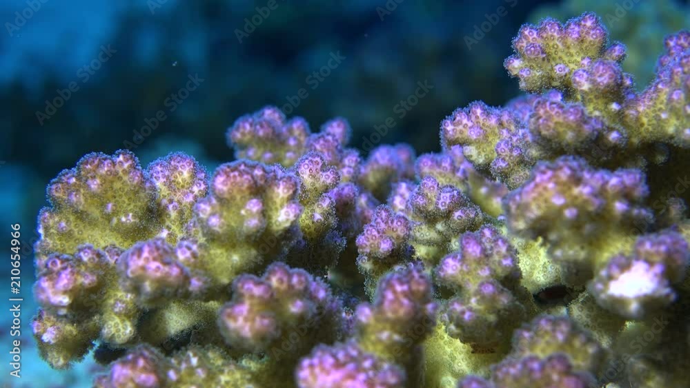 Purple coral polyps, Red sea. Pocillopora damicornis, underwater macro shot Purple coral polyps, Red sea. Pocillopora damicornis, underwater macro shot
