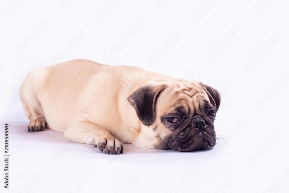 Obraz premium Cute pug dog feel boring