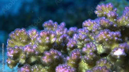 Purple coral polyps, Red sea. Pocillopora damicornis, underwater macro shot photo