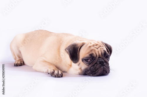 Cute pug dog feel boring