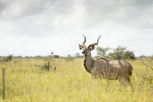 Greater Kudu  Tragelaphus strepsiceros  male bull on savanna  Kruger National Park  South Africa.