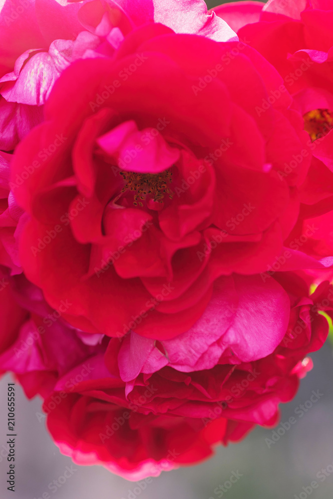 A beautiful rose that grows in a home garden on a flowerbed A beautiful rose that grows in a home garden on a flowerbed