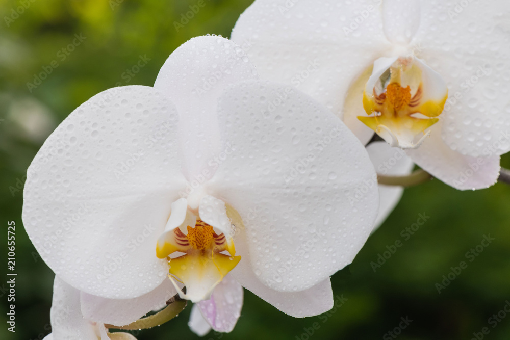 White orchid with droplets of water on the surface after rain White orchid with droplets of water on the surface after rain