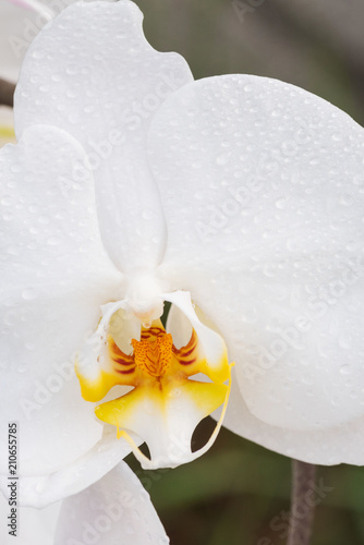 White orchid with droplets of water on the surface after rain photo