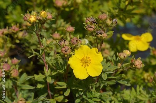Canvas Print Elizabeth Cinquefoil