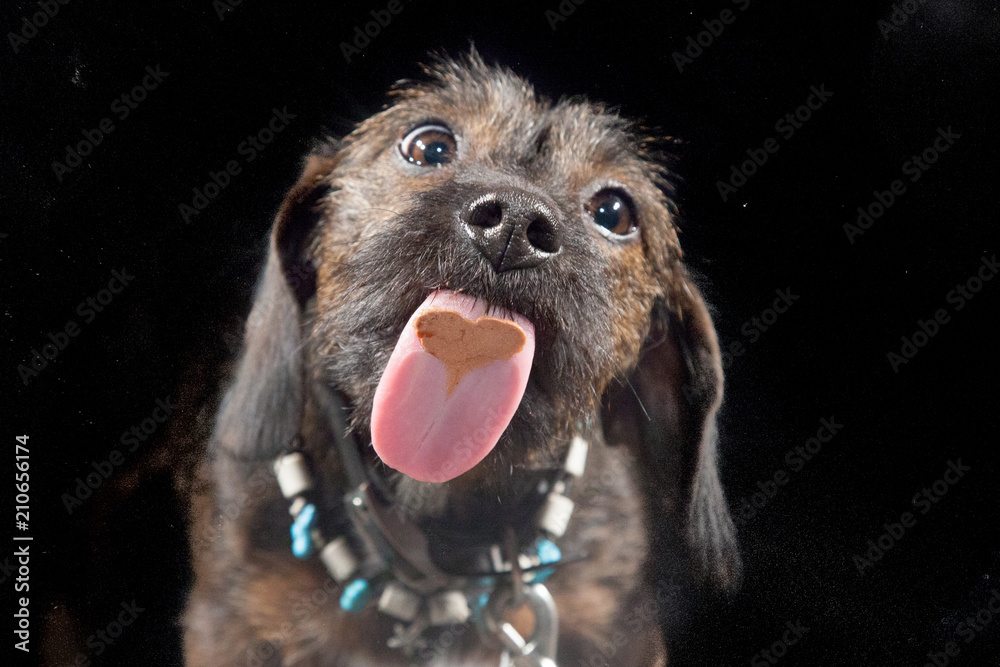 Hund Streckt Die Ganze Zeit Zunge Raus Hund streckt die Zunge raus Stock Photo | Adobe Stock