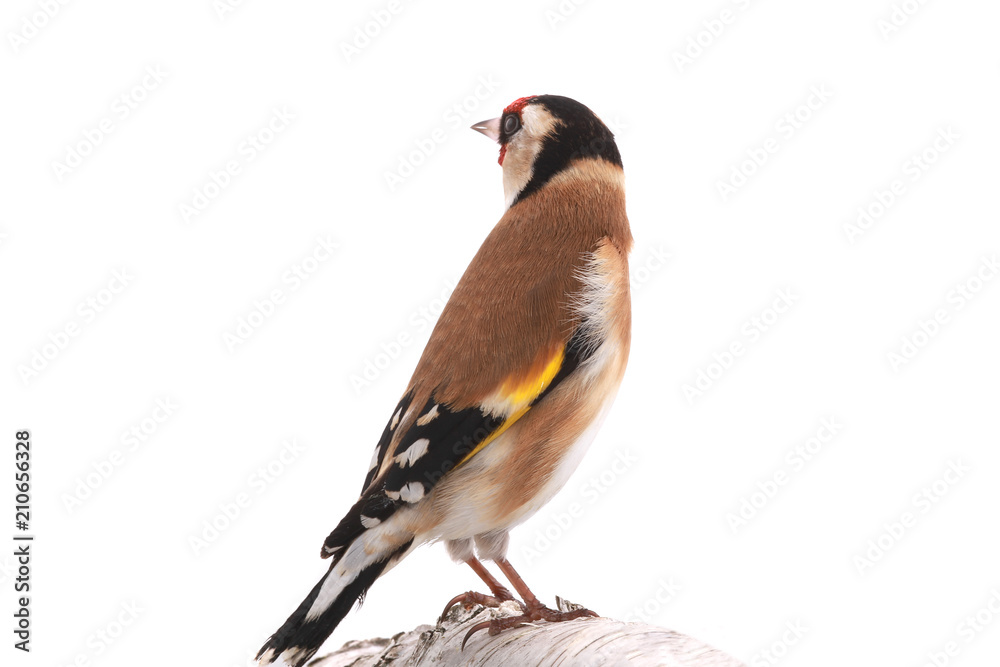 Obraz premium goldfinch