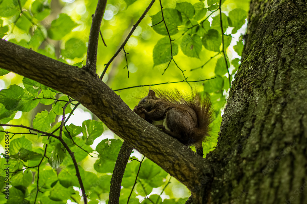 squirrel close wildlife animal portrait  concept eat a nut in green summer forest nature environment
